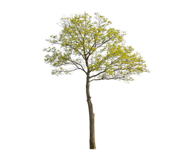 Acer tree during spring season, isolated on white background - Photo, Image