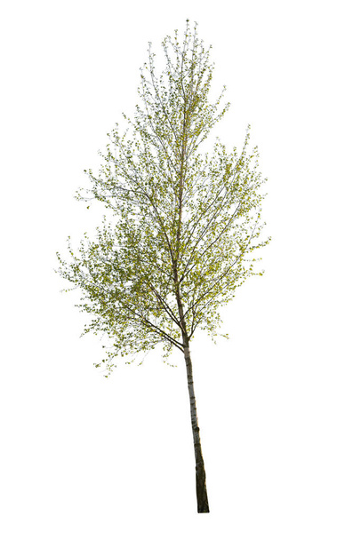 Κοπή σημύδας, δέντρο με πράσινα φύλλα κατά την ανοιξιάτικη περίοδο. - Φωτογραφία, εικόνα