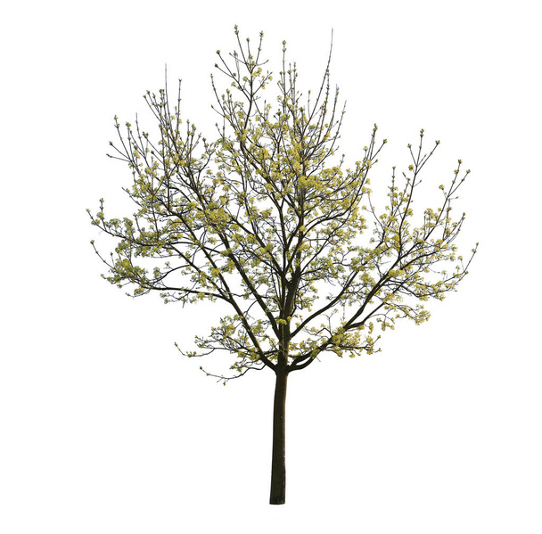 Frühling Ahornbaum blüht, isoliert auf weißem Hintergrund. - Foto, Bild