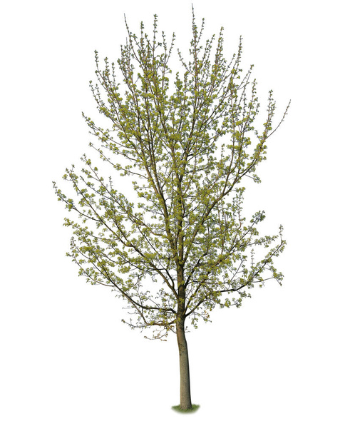 Acer strom se zelenými listy, izolované na bílém backgorundu. - Fotografie, Obrázek