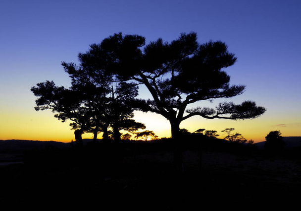 Pine tree backlit by the last sunrays. The picture is taken at blue hour an the sky is covered by yellow, orange and blue colours. It 's taken at a mediterranean forest - Photo, Image