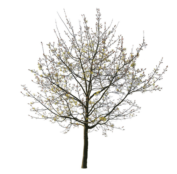 кленове дерево з суцвіттям ізольоване на білому тлі
. - Фото, зображення