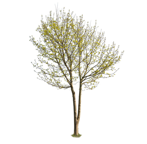 Ausgesägter Baum, Ahorn im Frühling isoliert auf weiß. - Foto, Bild