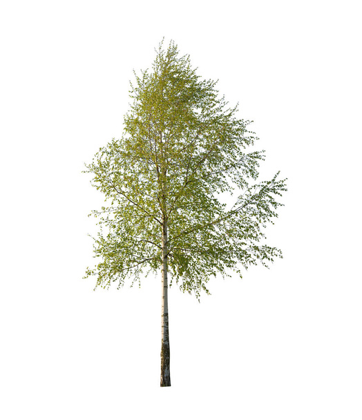 A birch, is a thin-leaved deciduous hardwood tree of the genus Betula, isolated on white background. - Photo, Image