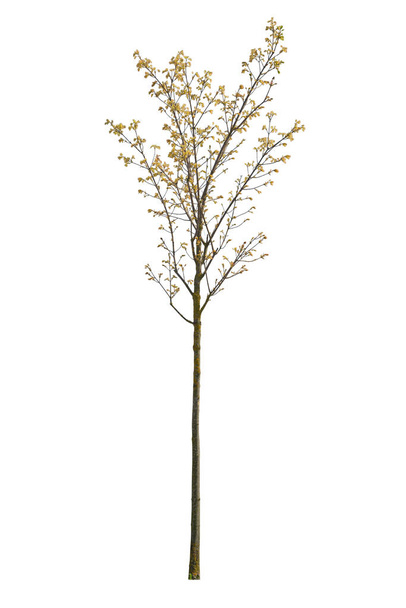 Voorjaarsboom met gele bladeren geïsoleerd op wit. - Foto, afbeelding