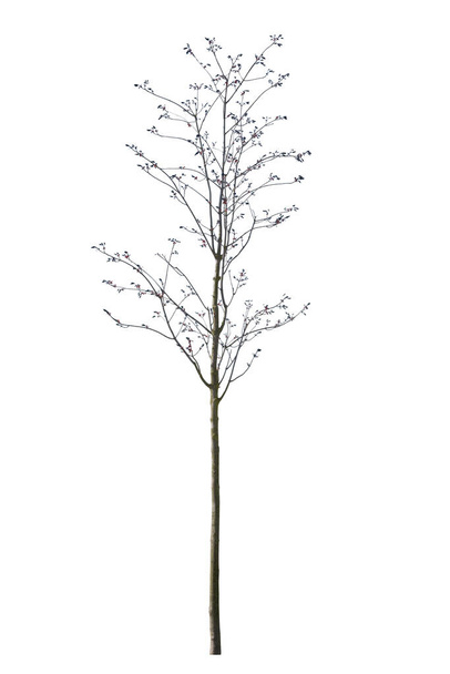 Árbol de lechuga espinosa pre-floración en primavera aislado sobre fondo blanco. - Foto, Imagen