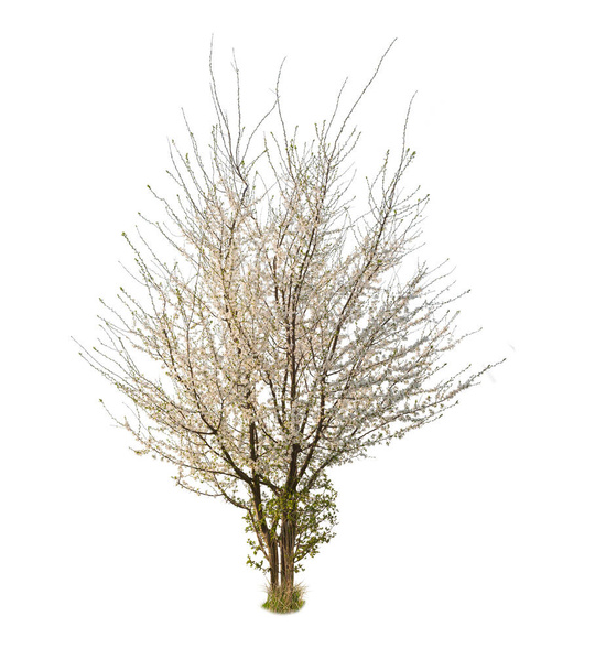 Весной цветет вишневое сливовое дерево. Изолированное дерево на белом фоне. - Фото, изображение