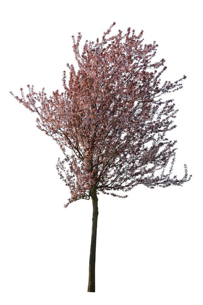 Prunier cerisier coupé, Arbre en fleurs isolé sur fond blanc avec chemin de coupe - Photo, image
