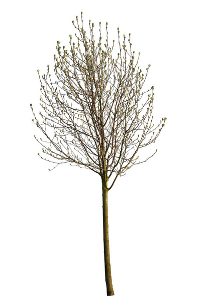 Magnolia boom, voorbloei in het voorjaar, geïsoleerde boom op witte achtergrond. - Foto, afbeelding