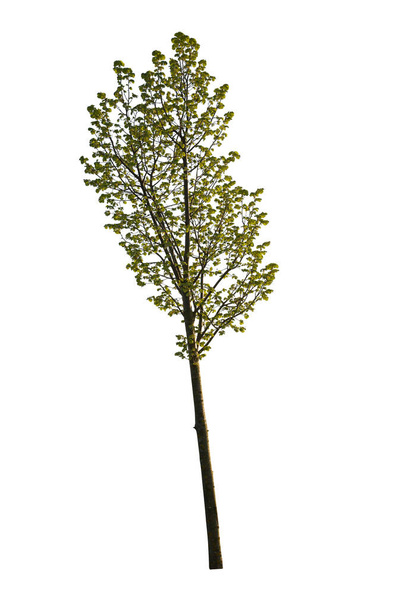 Green leafed tree isolated on white. Cutout plant. - Photo, Image