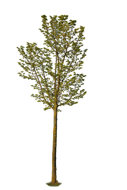 Obraz wycinanki liściastego wiosennego drzewa z zielonymi liśćmi - Zdjęcie, obraz