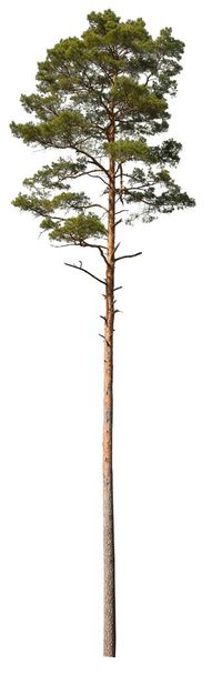 Pino Scozzese isolato su sfondo bianco, taglio albero sempreverde. - Foto, immagini