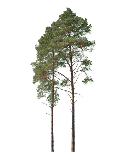 Deux pins isolés sur fond blanc, coupent des arbres - Photo, image