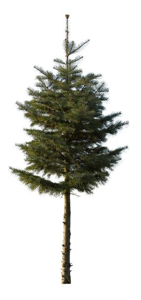 Isolated pine tree on white background. - Photo, Image