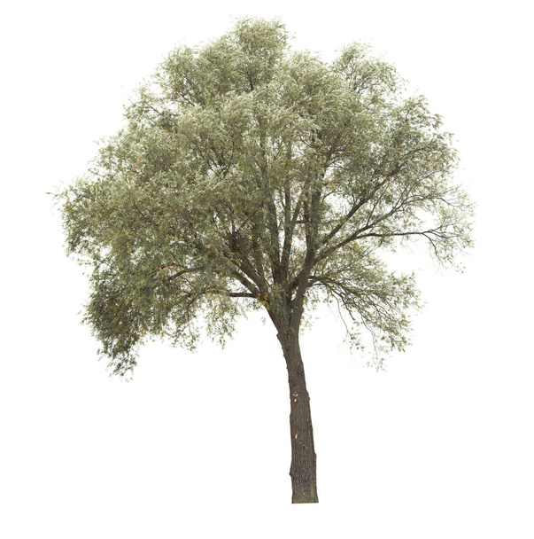 Ρωσική ελιά, γνωστή και ως ασημένιο μούρο. Μεμονωμένο δέντρο σε λευκό φόντο - Φωτογραφία, εικόνα