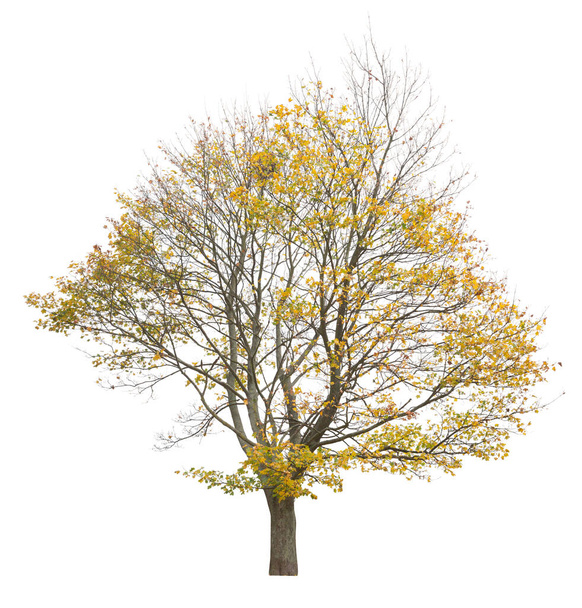 Ahorn im Herbst mit gelben und orangen Blättern, ausgeschnittener isolierter Baum auf weißem Hintergrund. - Foto, Bild