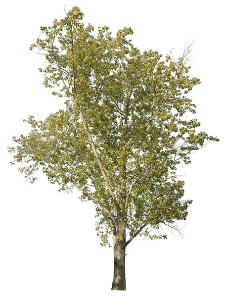 Black poplar tree cutout, isolated on white background. - Photo, Image
