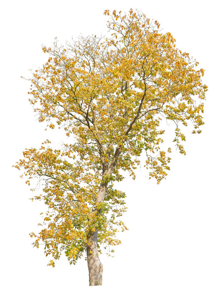 Podzimní dub izolované na bílém pozadí, řez strom. - Fotografie, Obrázek