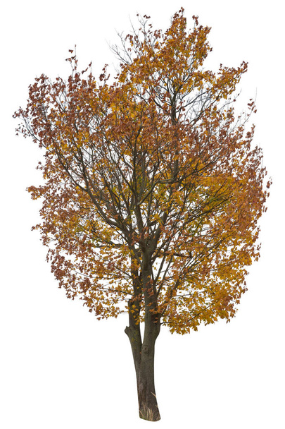 Quercia con foglie di arancio in autunno, albero ritagliato su sfondo bianco - Foto, immagini