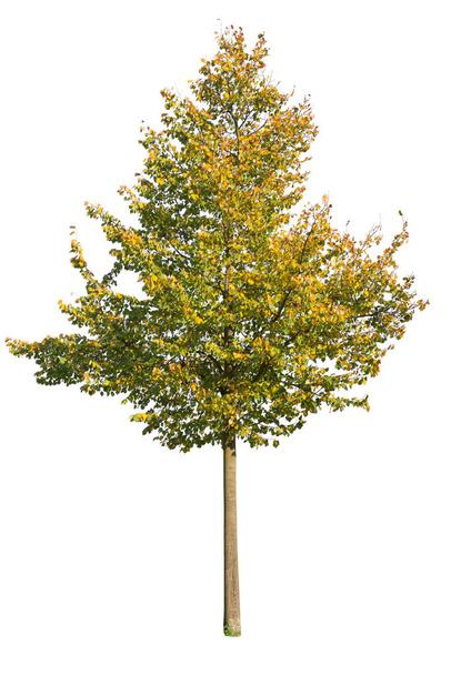 Arbre à feuilles caduques, tronçonnage d'érable, arbre à feuilles de couleur automne - Photo, image