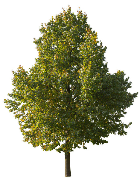 Geïsoleerde boom op witte achtergrond, heeft gele bladeren en is een loofboom. - Foto, afbeelding