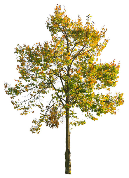 Φθινοπωρινό δένδρο σφενδάμου, απομονωμένο δένδρο σε λευκό φόντο με μονοπάτι αποκοπής. - Φωτογραφία, εικόνα