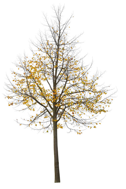 Arbre d'érable, saison d'automne, il a des feuilles jaunes, arbre isolé découpé sur fond blanc - Photo, image