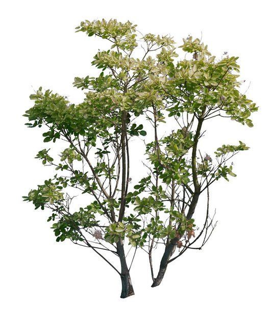 Rookboom, uitgesneden boom geïsoleerd op witte achtergrond. - Foto, afbeelding