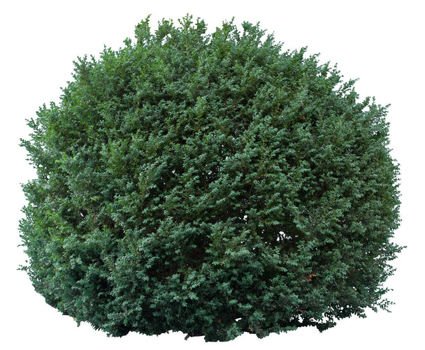Boxwood shrub cutout isolated on white background. - Photo, Image
