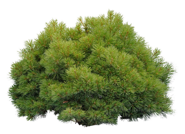 Close--up of a Pine bush, isolated on white background. - Photo, Image