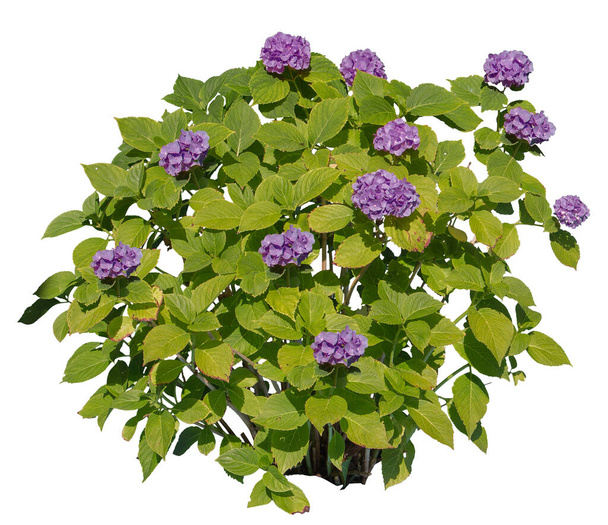 Hydrangea, known also as Hortensia, with purple flowers, cutout plant isolated on white background. - Photo, Image