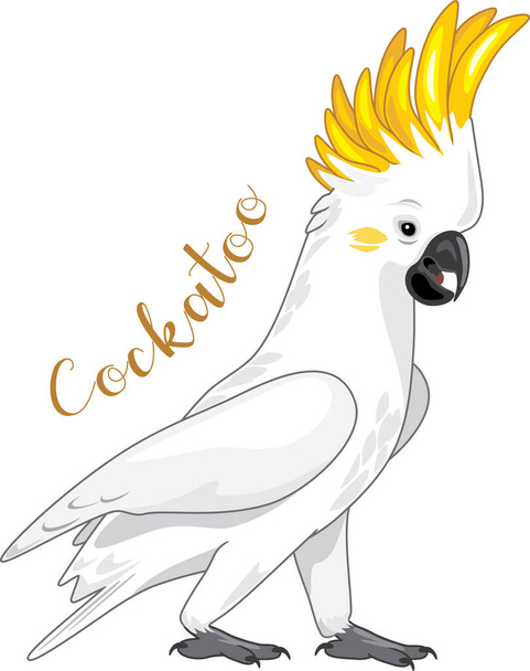 Cockatoo isolated on white - Вектор,изображение