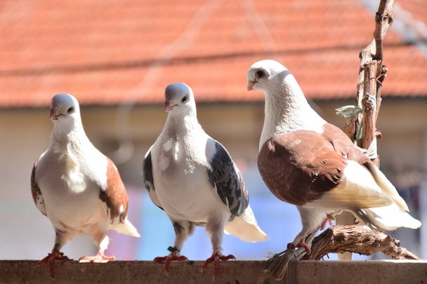 Trois pigeons de la race Djulija se tiennent debout sur la rambarde du balcon par une journée ensoleillée du printemps. Colombes aux ailes grises et brunes et à la tête blanche - Photo, image