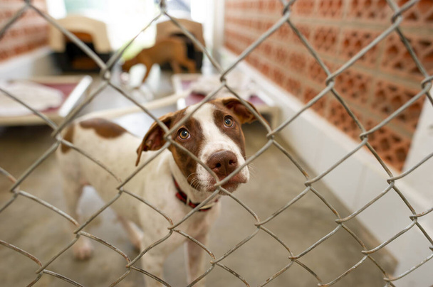 A Shelter Dog Is Looking Through It's Fenced Enclosure With A longing Look On It's Face - Photo, Image