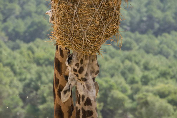 portrait of a giraffe in the field eating. animals - Photo, Image