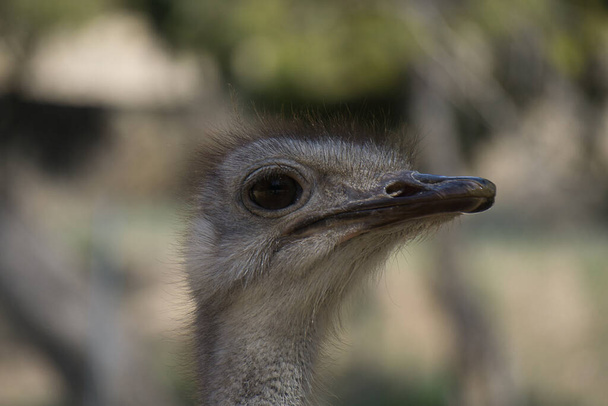 портрет страуса в полі. тварини
 - Фото, зображення