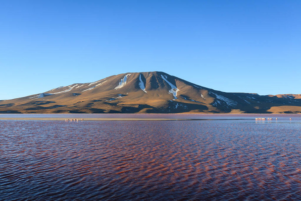 Лангуна Колорадо, Болівія. Прекрасна болівійська панорама. Лагуна з водою. - Фото, зображення