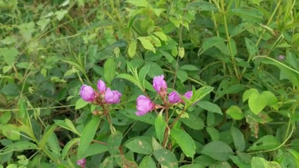 divoké keře rostliny purpurového melastomu malabathricum - Záběry, video