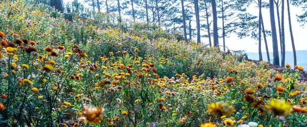 Цветущие поля Xerochrysum bracteatum ярко цветут на склоне холма солнечным летним утром. Цветок символизирует вечную любовь, хотя он мертв, но сохраняет свой первоначальный цвет - Фото, изображение