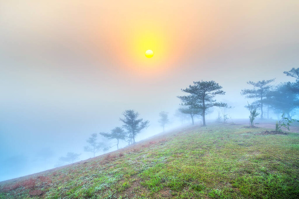 Hajnal a fennsíkon, amikor a nap sütött le virradó fenyőerdők fehér köd hypothalamus üdvözöljük az új nap békében. - Fotó, kép
