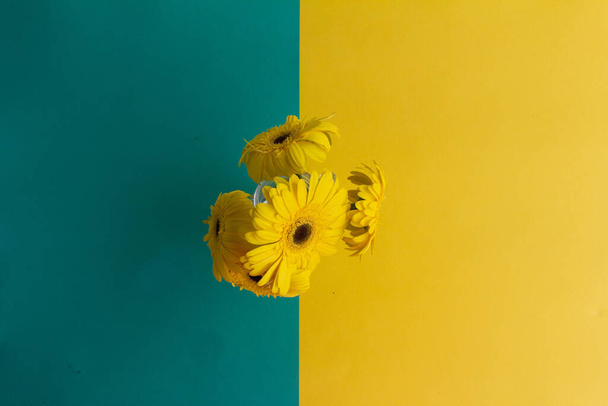 Желтые цветы герберы букет на желтом и синем фоне - Фото, изображение