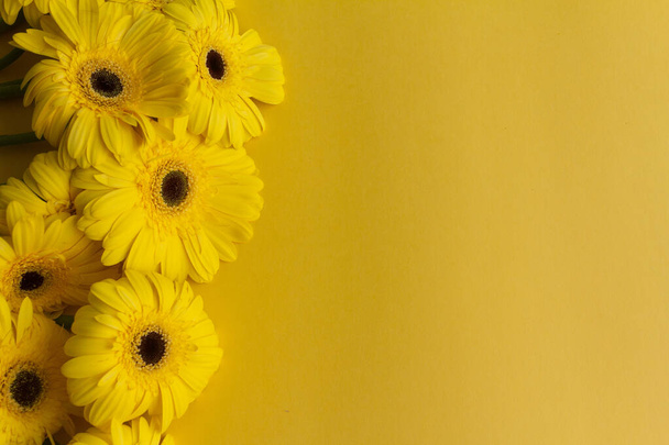 Żółty gerbera kwiaty kilka na żółtym tle - Zdjęcie, obraz