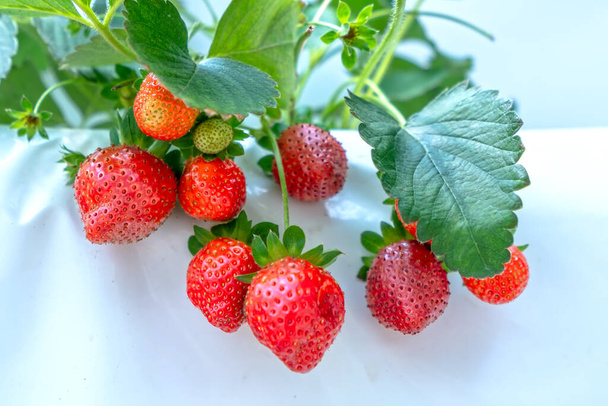 Fresas rojas maduras en el estante del jardín. Esta fruta es rica en vitamina C y minerales beneficiosos para la salud humana
 - Foto, Imagen