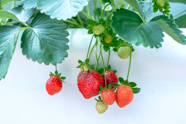 Rote reife Erdbeeren auf dem Regal im Garten. Diese Frucht ist reich an Vitamin C und Mineralstoffen, die für die menschliche Gesundheit förderlich sind - Foto, Bild
