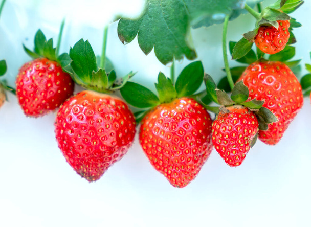 Rote reife Erdbeeren auf dem Regal im Garten. Diese Frucht ist reich an Vitamin C und Mineralstoffen, die für die menschliche Gesundheit förderlich sind - Foto, Bild