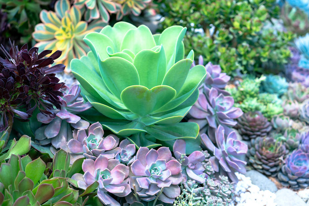 Succulent flowerbeds plant in the garden. This is a species of cactus family that is resistant to extreme weather and is decorated in the home - Photo, Image