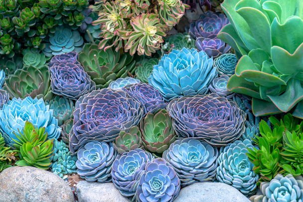 Sappige bloemperken planten in de tuin. Dit is een soort cactus familie die bestand is tegen extreme weersomstandigheden en is ingericht in het huis - Foto, afbeelding