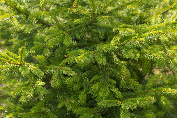 fir background. fir branches. Background of Christmas tree branches. - Photo, Image