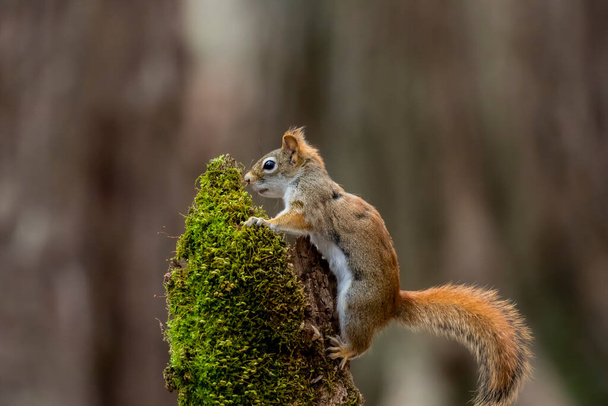 Écureuil roux d'Amérique (Tamiasciurus hudsonicus) connu sous le nom d'écureuil des pins, d'écureuil roux d'Amérique du Nord et de varicelle. - Photo, image