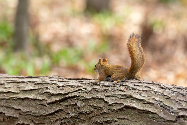 Wiewiórka amerykańska (Tamiasciurus hudsonicus) znana jako wiewiórka sosnowa, wiewiórka północnoamerykańska i wiewiórka. - Zdjęcie, obraz